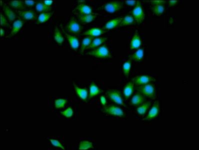 APOBEC3D Antibody