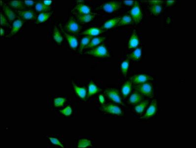 APOBEC3D antibody