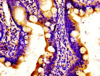 APOBEC3D Antibody