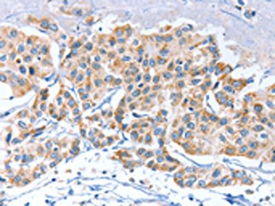 APOBEC3D Antibody