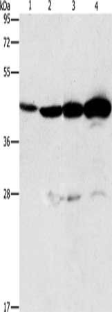APOBEC3D Antibody