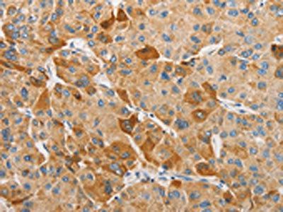 APOBEC3G Antibody