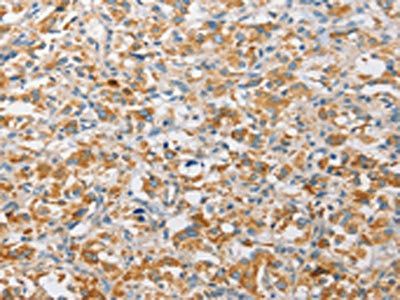 APOBEC3G Antibody