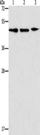 APOBEC3G antibody