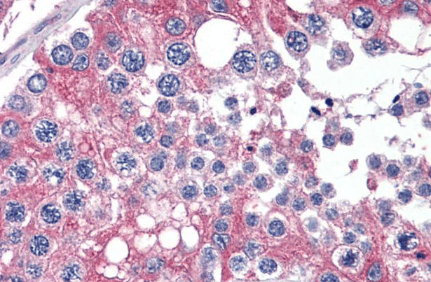 Goat anti-APOBEC3G Antibody