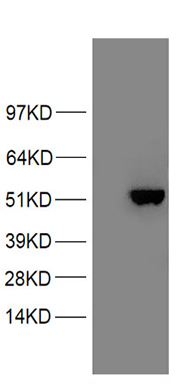 APOBEC4 Antibody