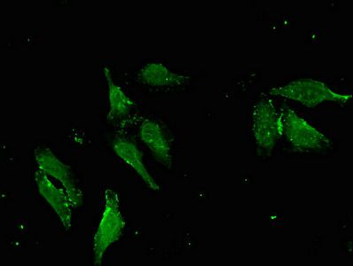 APOBEC4 antibody