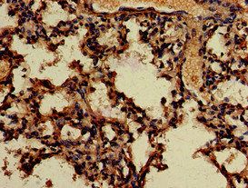 APOBEC4 Antibody