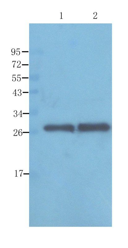 Apolipoprotein E antibody