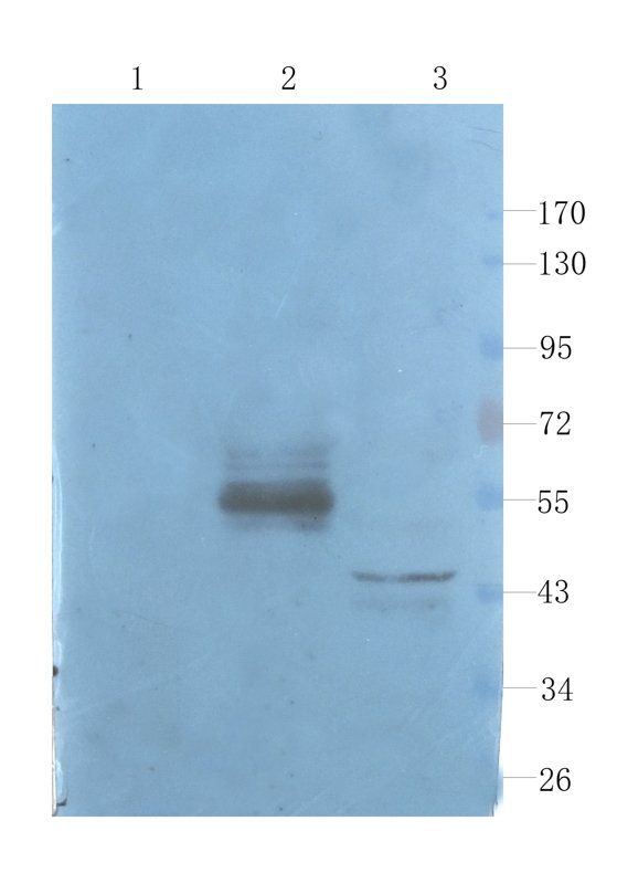 Apolipoprotein E antibody