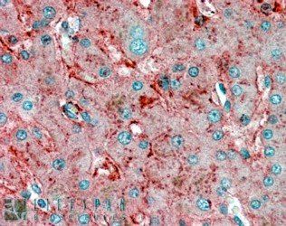 Goat anti-APOE Antibody