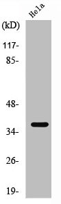 APOF antibody