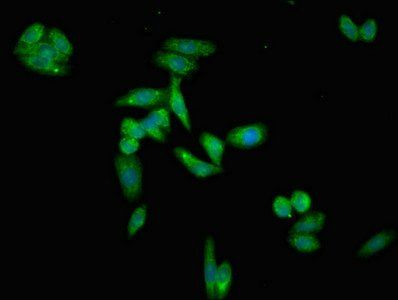 APOH Antibody