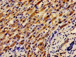 APOH Antibody