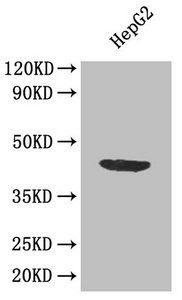 APOL1 antibody