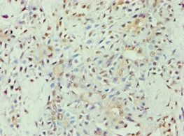 APOL1 Antibody