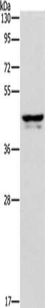 APOL1 antibody