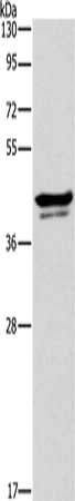 APOL1 antibody