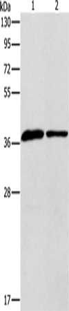 APOL2 antibody