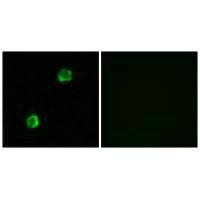 APOL2 Antibody