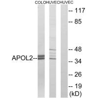 APOL2 antibody