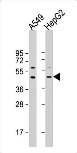 APOL3 antibody