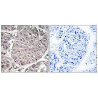 APOL4 Antibody