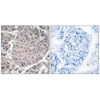 APOL4 antibody