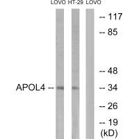 APOL4 antibody