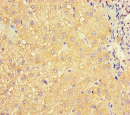 APOC3 Antibody
