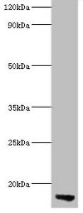 Apolipoprotein C-III antibody