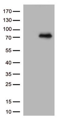 Apolipoprotein L 1 Antibody