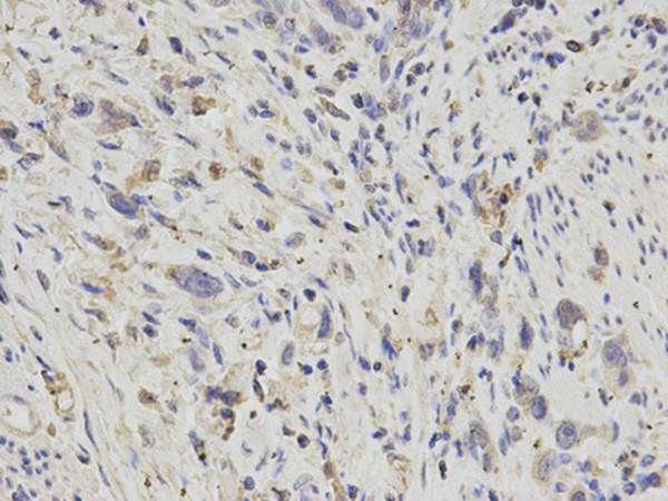 APOH Rabbit Polyclonal Antibody