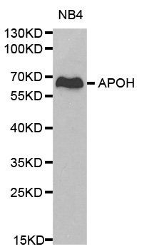 APOH Rabbit Polyclonal Antibody