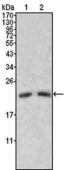 ApoM Antibody