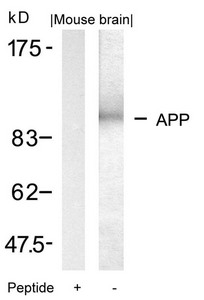 APP (Ab-668) antibody