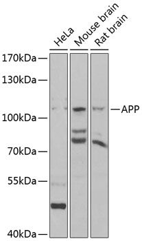 APP antibody