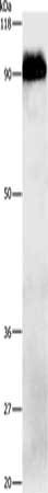 APP Antibody