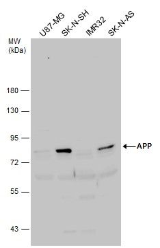 APP antibody
