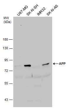 APP antibody [C2C3], C-term