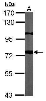 APP antibody [C2C3], C-term