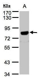 APP antibody