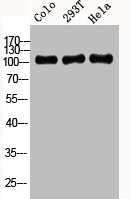 APP Antibody