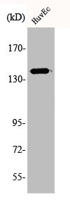 APP Antibody