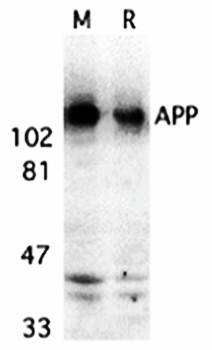 APP Antibody