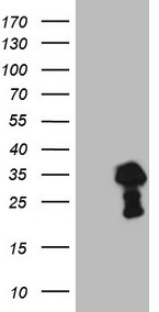 APPBP1 Antibody