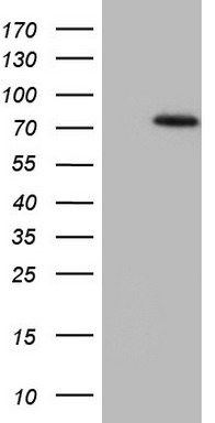APPBP1 Antibody