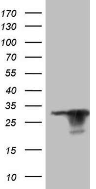 APPBP1 Antibody