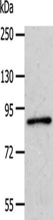 APPL1 Antibody