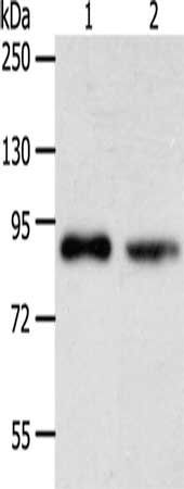 APPL1 antibody